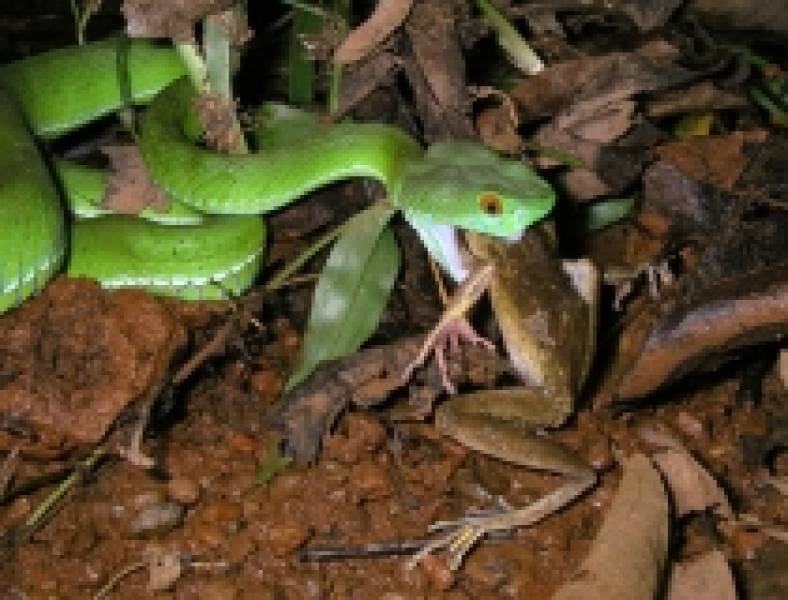 Preview: Amphibians and Reptiles of Southern Vietnam